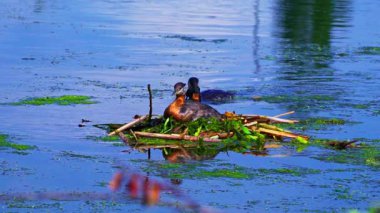 Bir yunus çiftinin gölde yuvalandığı 4K vahşi yaşam videosu. Bir tanesi kuluçkaya yatarken diğeri yuvayı güçlendirmek için ayrılır..