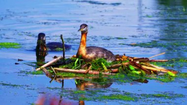 Bir yunus çiftinin gölde yuvalandığı 4K vahşi yaşam videosu. Bir tanesi kuluçkaya yatarken diğeri yuvayı güçlendirmek için ayrılır..