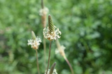 Fresh lemon on plant at spring season.