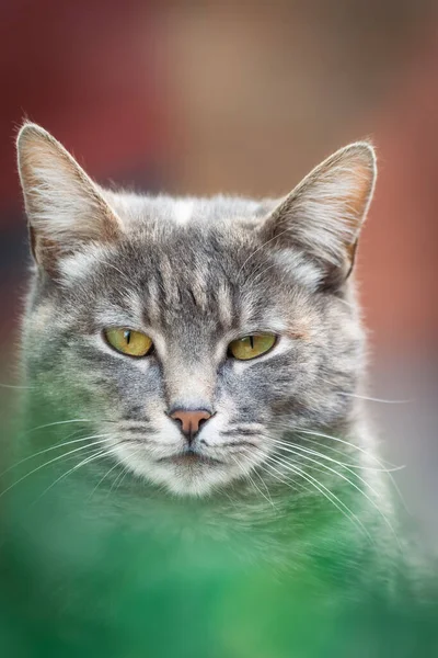Портрет Великим Планом Кішки — стокове фото