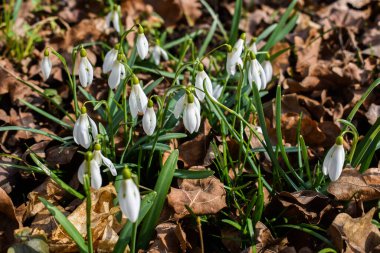 Bahar kardelen çiçek orman