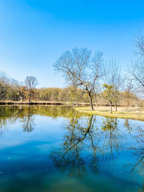 Ağaçları ve mavi gökyüzü olan güzel bir manzara.