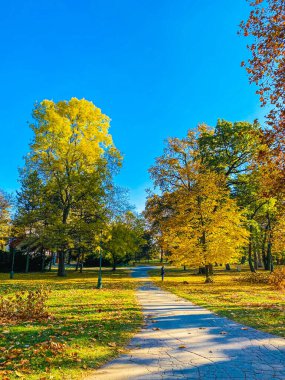Renkli ağaçlar ve yeşil yapraklı sonbahar manzarası