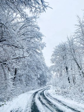 Karda kış ormanı yolu