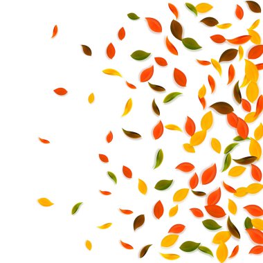 Sonbahar yaprakları dökülüyor. Kırmızı, sarı, yeşil, kaotik yapraklar uçuşuyor. Görkemli beyaz arka planda rengarenk yapraklar. Harika, okul satışına geri döndük..