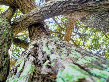 Ormandaki yeşil ağaç