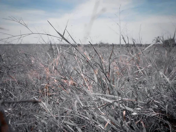 Ağaçlı ve ağaçlı güzel bir manzara.