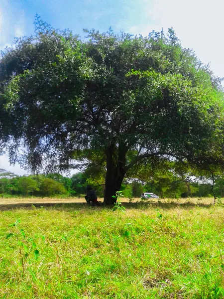 Güzel bir manzara Ağacı ve mavi gökyüzü
