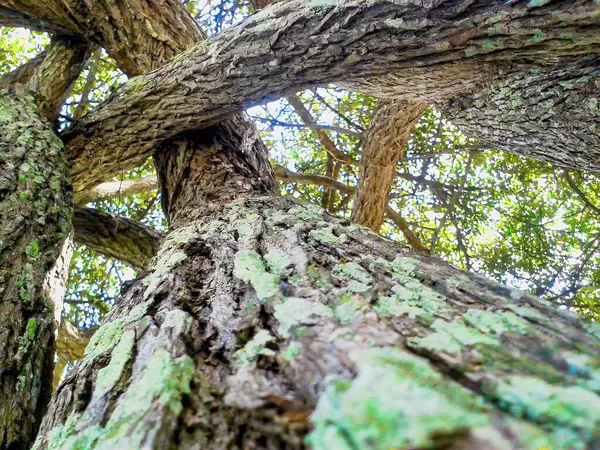 Ormandaki yeşil ağaç