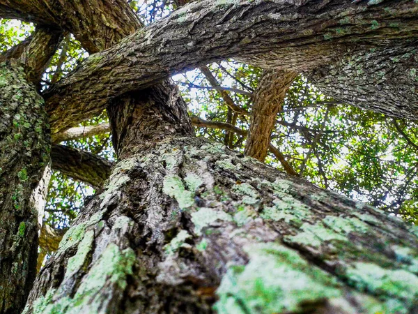 Ormanın güzel manzarası