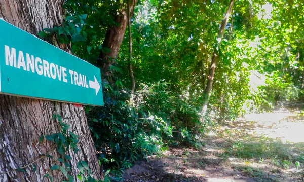 Yol yolları ve arka planda yeşil ağaçlar olan ağaç gövdesine 