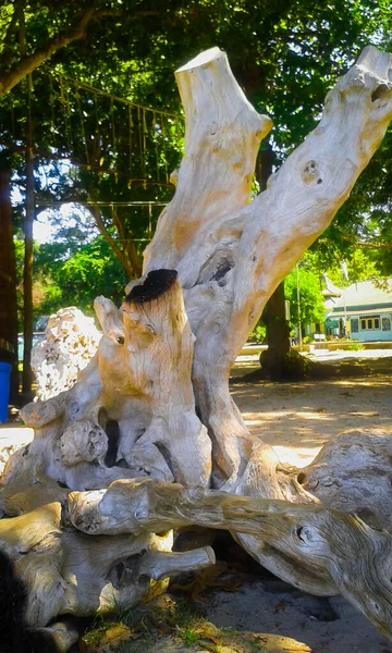 Gün boyunca fotoğrafta, arka planda yeşil ağaçlar bulunan büyük, beyaz, ölü bir ağaç gövdesi var.