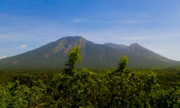 Tur Sabana Hutan Baluran Pohon Hijau Latar Belakang Gunung Dengan — Stok Foto