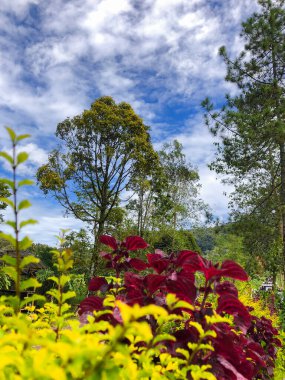 Çiçek bahçesinde sarı yapraklı ve kırmızı yapraklı ağaçlar, büyük ağaçlar ve mavi gökyüzü ve arka planda bulut