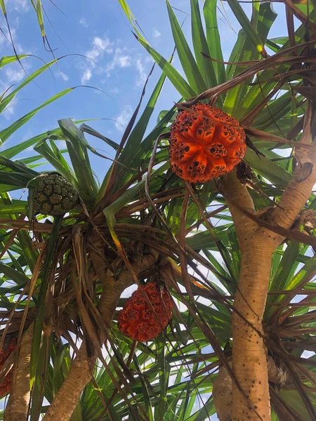 Крупный План Дерева Спелых Плодов Пандануса Красновато Оранжевым Цветом Фоне — стоковое фото