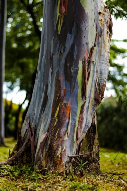 Rainbow eucalyptus tree trunk