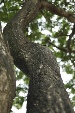 Top view of mahogany tree trunk