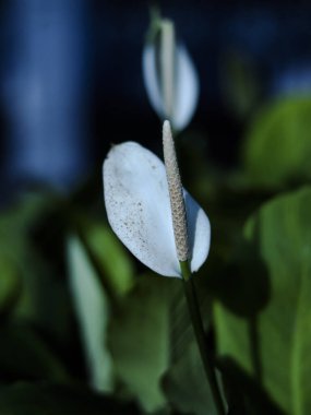 White lilies with a blurred background to decorate the garden