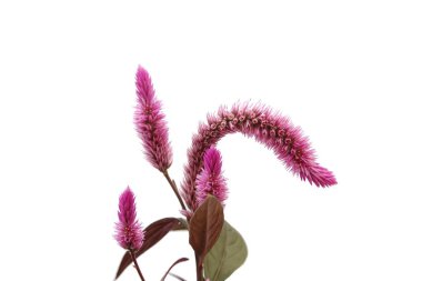 Amaranth flower beautiful botanical shot, natural wallpaper , isolated on a white background.