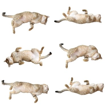 Beyaz arka planda izole edilmiş şirin uyuyan kedi seti. Komik kedi..