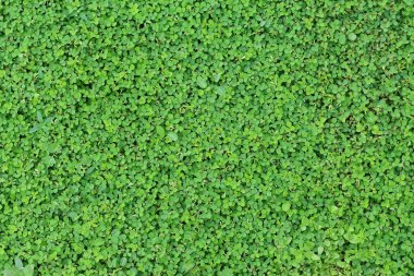 Yosun ve yaprak dokusuyla yeşil çimen arka planı