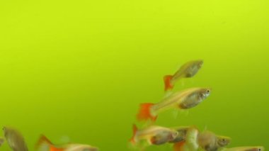 Birden fazla bireye sahip dişi kırmızı kuyruklu tropik kuş balığı akvaryumda yüzüyor. (guppy balık)