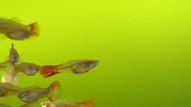 Birden fazla bireye sahip dişi kırmızı kuyruklu tropik kuş balığı akvaryumda yüzüyor. (guppy balık)