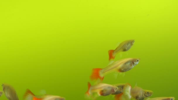 Самка Краснохвостая Тропическая Рыба Несколькими Особями Плавает Аквариуме Рыба Гуппи — стоковое видео