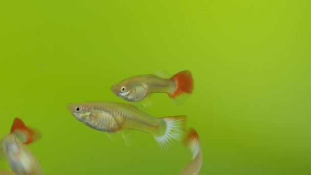複数の個体を持つ女性の赤尾の熱帯魚は 水槽で泳いでいます ザリガニ — ストック動画