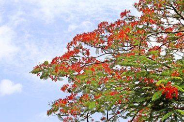 Mavi gökyüzü arka planında kırmızı çiçekli ateş ağacı, Tayland.