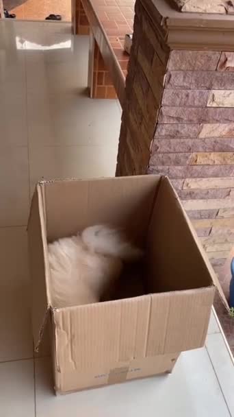 Small Cream Colored Yellowish Pomeranian Puppy Brown Box Transported — Stock Video