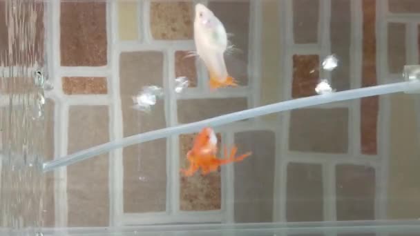 Male Female Red Guppy Swimming Fish Tank — Stockvideo
