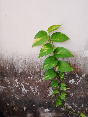 Beton bir duvara tırmanan çarpıcı beyaz çeşitliliğe sahip Altın Pothos. Yaprakların karmaşık desenleri iç tasarım, botanik ve doğa temalı projeler için görsel olarak çekici ve organik bir doku oluşturuyor.. 