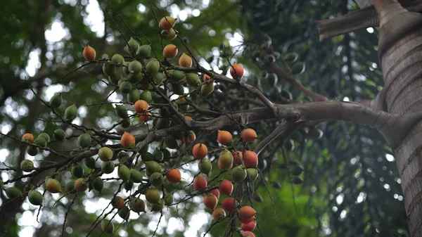 Palm fruit on a tree.  The first benefit of palm fruit is as an antidote to free radicals