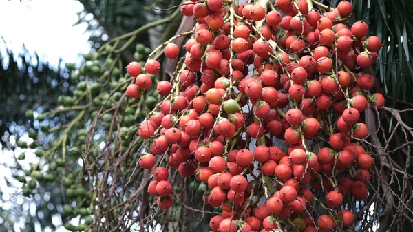 Palm fruit on a tree.  The first benefit of palm fruit is as an antidote to free radicals