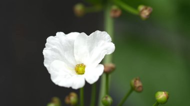 Echinodorus Palifolius, Meksika kılıç fabrikası olarak da bilinen Alismataceae 'de bulunan bir su bitkisidir..