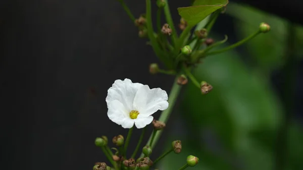 stock image Echinodorus Palifolius, also known as Mexican Sword Plant is an emerged aquatic plant in the Alismataceae.