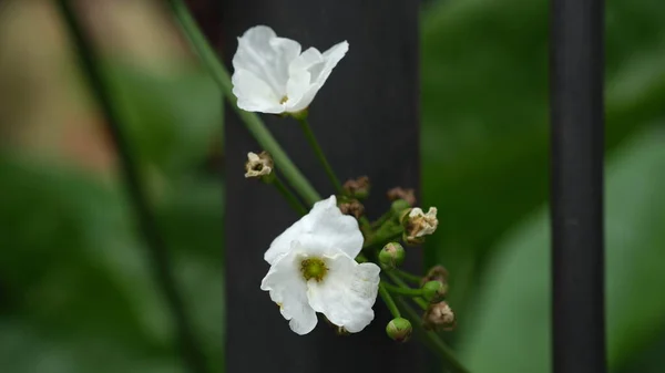 Echinodorus Palifolius Известный Мексиканское Мечевое Растение Водное Растение Алисматовых — стоковое фото