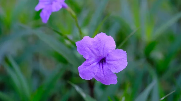 Цветок Миньерота Клубни Рукколы — стоковое фото