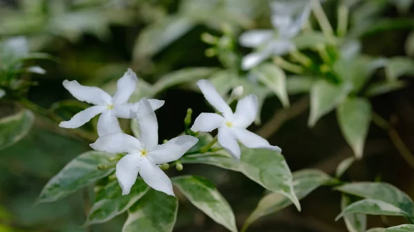 Tabernaemontana Divaricata Genellikle Fırıldak Çiçeği Crape Yasemin Doğu Hindistan Rosebay — Stok fotoğraf