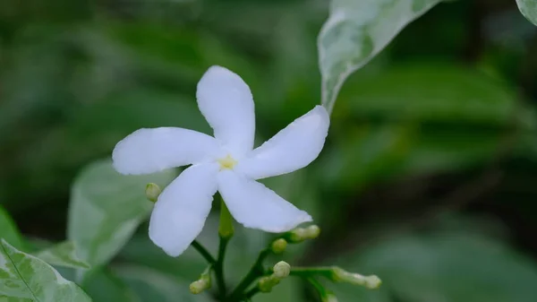 一般的にピンホイールの花 クレープジャスミン 東インドのバラベイ ネロの冠と呼ばれるタバネモンタナディバリカタは 南アジア 東南アジア 中国に原産の常緑の低木または小さな木です — ストック写真