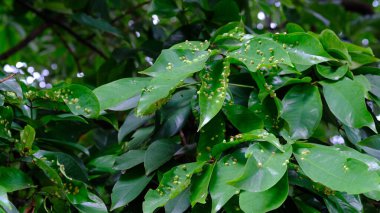 Yaprakların üzerinde beyaz haşere yumurtaları. Eryophyes gastroticus veya Gall mites veya hama Tungau Puru.