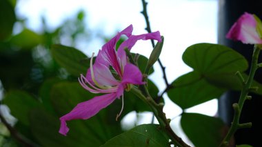 Bauhinia Blakeana, genellikle Hong Kong orkide ağacı denir..