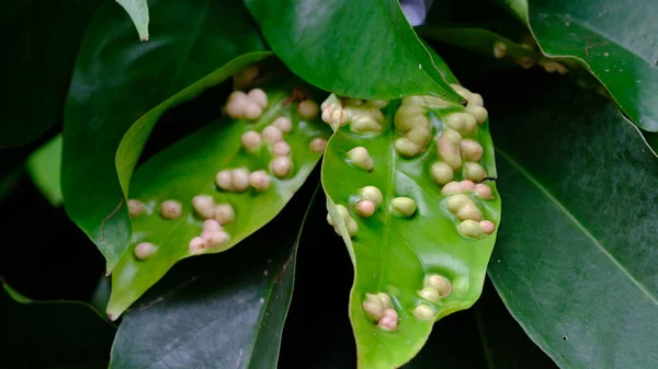 White Pest Eggs Leaves Eryophyes Gastroticus Gall Mites Hama Tungau — Stock Photo, Image