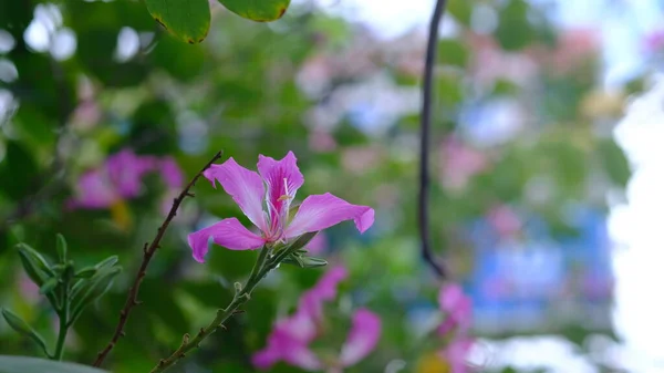 Bauhinia Blakeana Gemeinhin Hongkong Orchideenbaum Genannt — Stockfoto