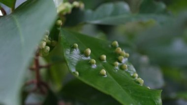 Yaprakların üzerinde beyaz haşere yumurtaları. Eryophyes gastroticus veya Gall mites veya hama Tungau Puru.