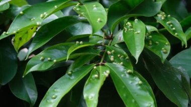 Yaprakların üzerinde beyaz haşere yumurtaları. Eryophyes gastroticus veya Gall mites veya hama Tungau Puru.