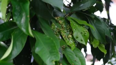 Yaprakların üzerinde beyaz haşere yumurtaları. Eryophyes gastroticus veya Gall mites veya hama Tungau Puru.