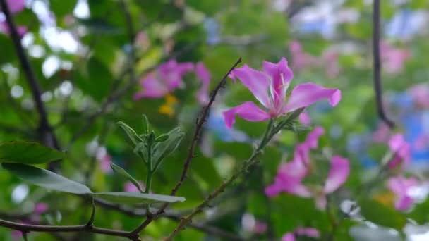 Bauhinia Blakeana Comúnmente Llamado Árbol Orquídea Hong Kong — Vídeos de Stock