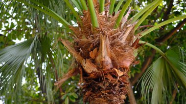 Washingtonia Filifera botanik parkında.